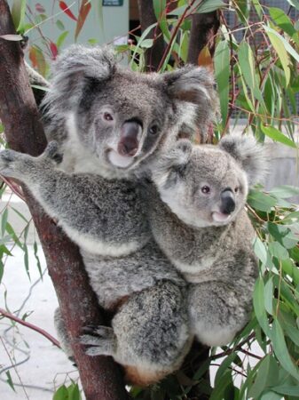 Mother with Baby Koala on her back holding on to a Eucalyptus oil 
Tree
