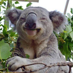 Koalas Love eating Gold in Eucalyptus leaves
