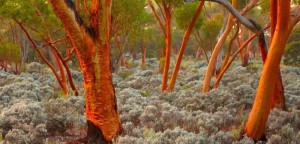 eucalyptus_trees