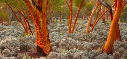 Gold growing on Eucalyptus Trees
