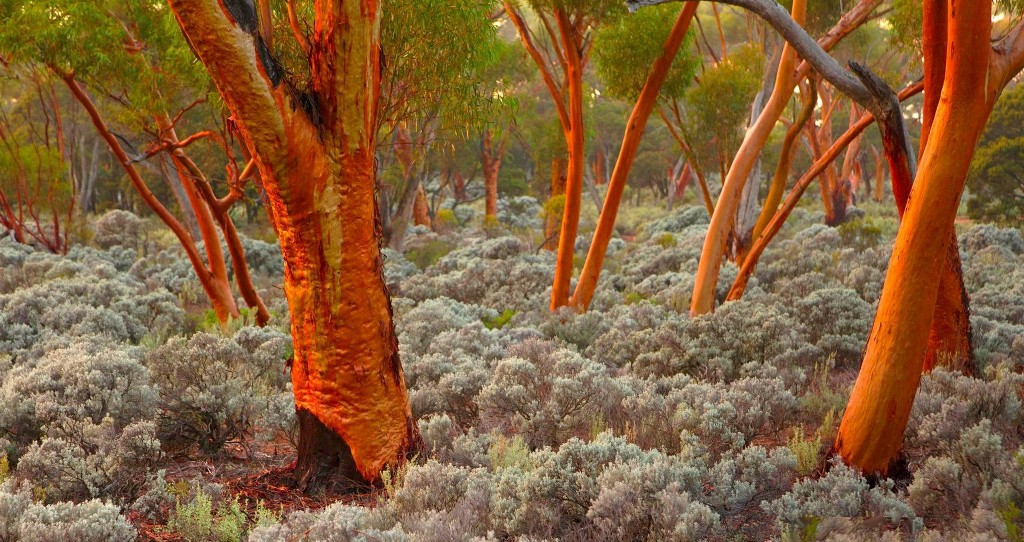 Gold growing on Eucalyptus Trees