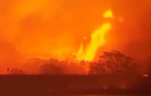 An out-of-control fire in Sydney Australia fueled by Eucalyptus Trees.