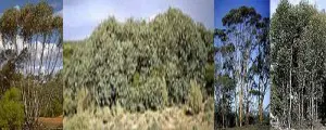 Eucalyptus Tree Information