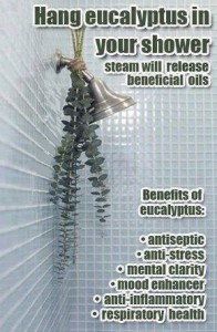 Hanging Eucalyptus in the shower