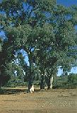 Image of The River Red Gum Eucalyptus Tree growing on land blue skies in background