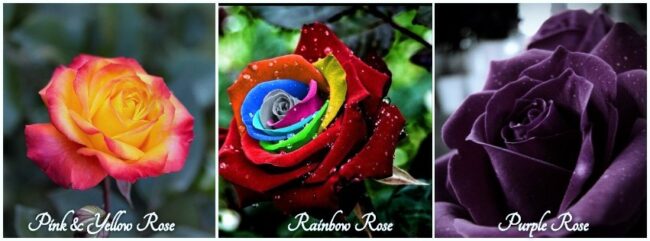 Image of three Exotic Roses of various types