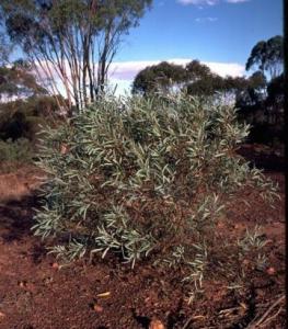 Blue Mallee Eucalyptus Polybractea