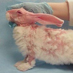 Cruelty Animal Testing